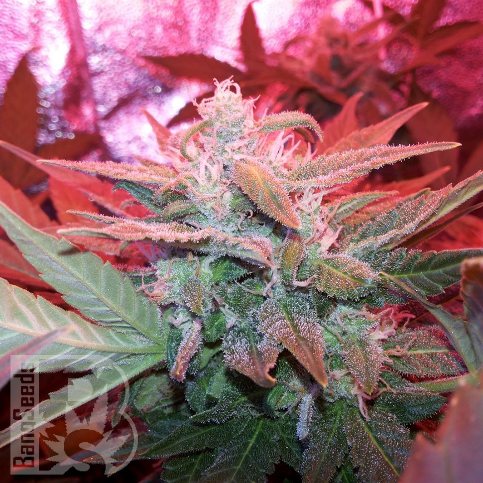 Семена Auto Haze 2.0 feminised Ganja Seeds