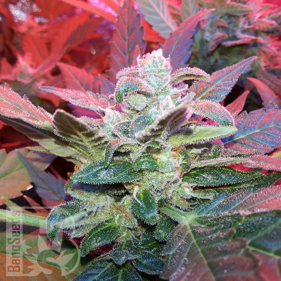 Семена конопли Auto Haze 2.0 feminised Ganja Seeds Семена конопли Auto Haze 2.0 feminised Ganja Seeds
