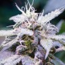 Himalaya Blue Diesel feminised Ganja Seeds Himalaya Blue Diesel feminised Ganja Seeds