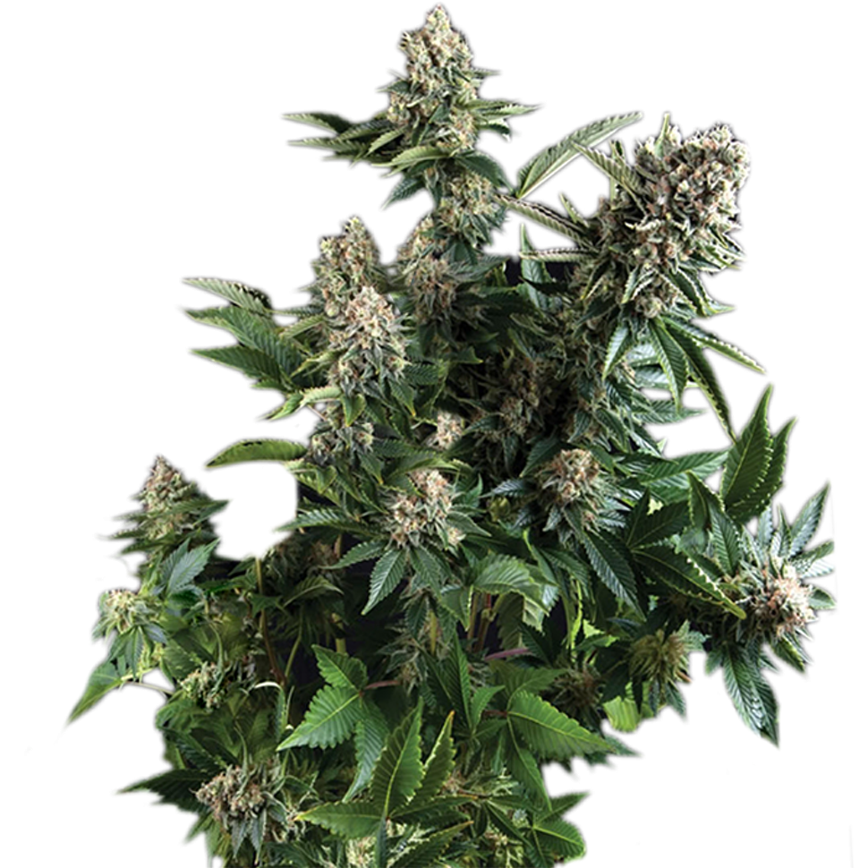 заказ семян конопли White Widow feminised