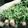где заказать семена конопли White Widow feminised где заказать семена конопли White Widow feminised