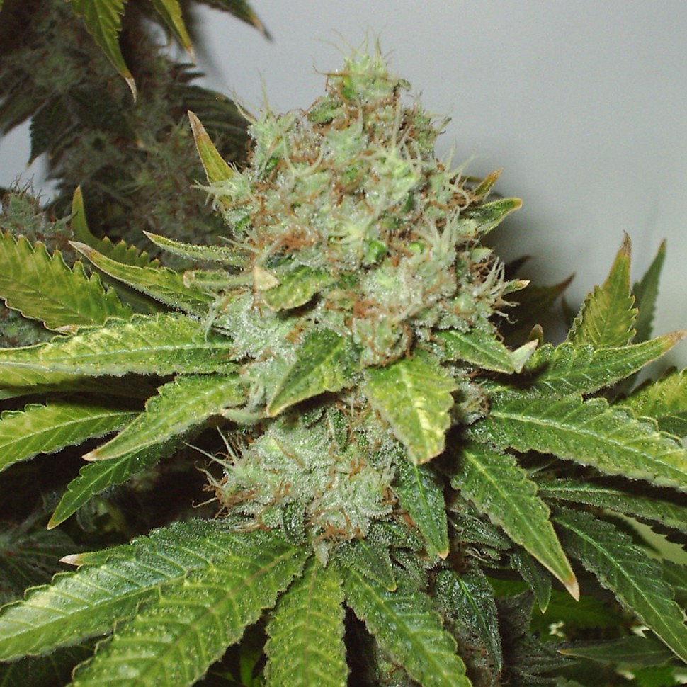 купить семена конопли White Widow feminised купить семена конопли White Widow feminised