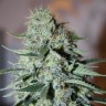 купить семена конопли в Украине White Widow feminised купить семена конопли в Украине White Widow feminised