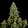 купить семена конопли недорого White Widow feminised купить семена конопли недорого White Widow feminised