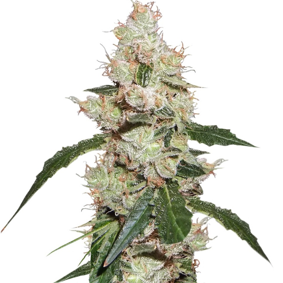 Семена марихуаны White Widow feminised Ganja Seeds