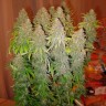 Недорогие семена конопли оптом White Widow feminised Ganja Seeds Недорогие семена конопли оптом White Widow feminised Ganja Seeds