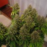 Качественные семена конопли White Widow feminised Ganja Seeds Качественные семена конопли White Widow feminised Ganja Seeds