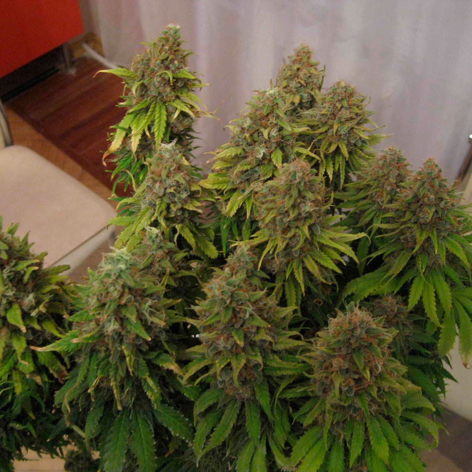 Качественные семена конопли White Widow feminised Ganja Seeds Качественные семена конопли White Widow feminised Ganja Seeds