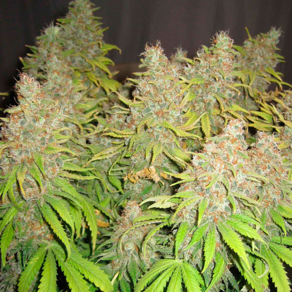 Семена конопли по оптовым ценам White Widow feminised Ganja Seeds Семена конопли по оптовым ценам White Widow feminised Ganja Seeds