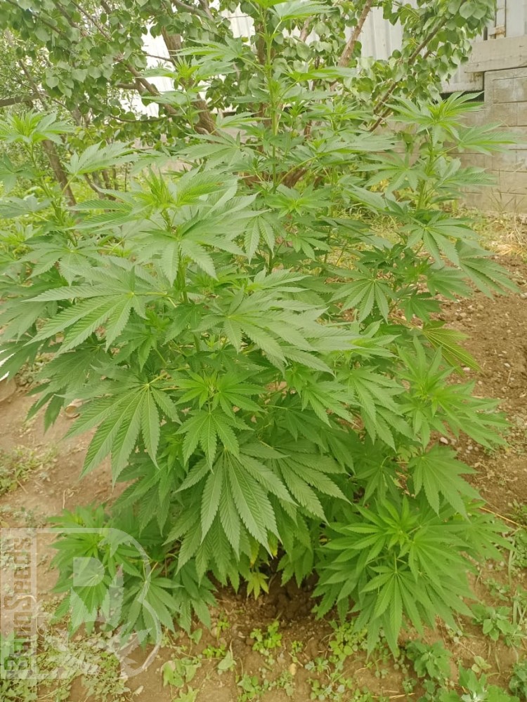 Вот растем потехоньку,это фотик брал и автики уже схавали