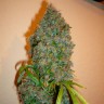 заказ семян конопли Auto Kali Mist feminised заказ семян конопли Auto Kali Mist feminised