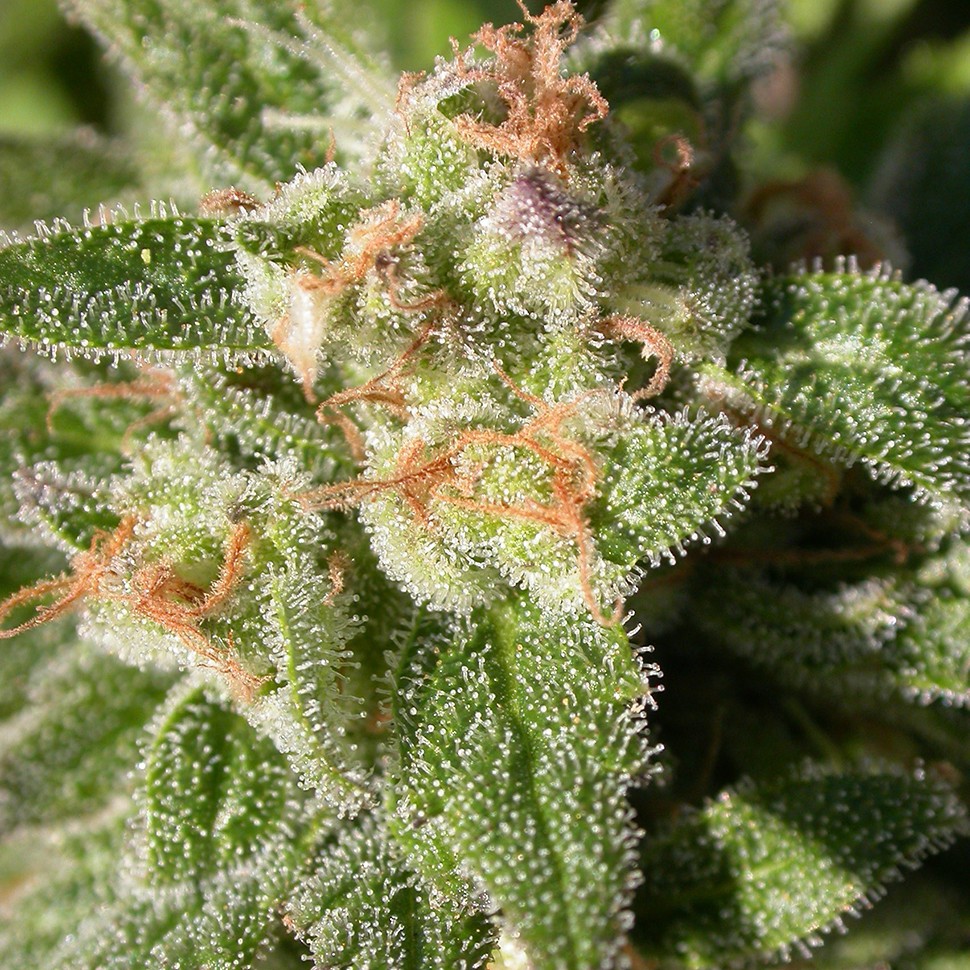 как феминизировать семена конопли Fruity Trips feminised как феминизировать семена конопли Fruity Trips feminised