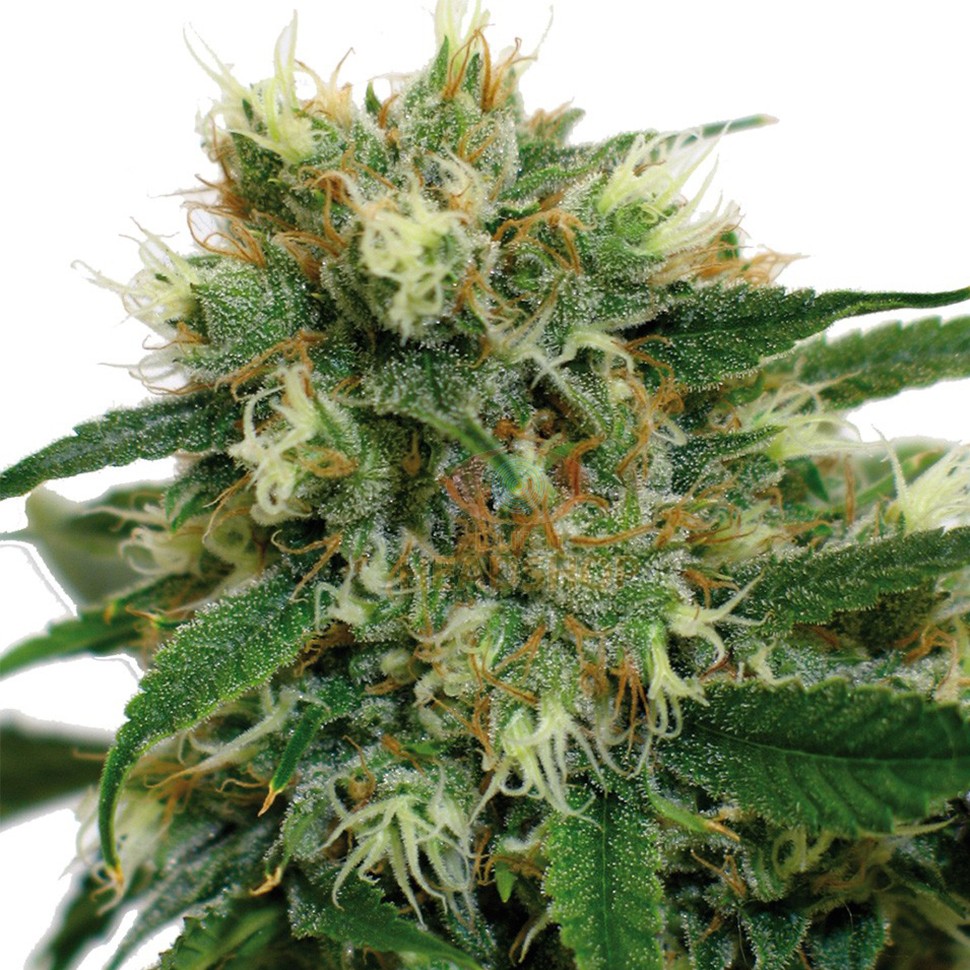 семена фем конопли Fruity Trips feminised семена фем конопли Fruity Trips feminised