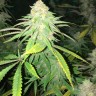 Семена Fruity Trips feminised Ganja Seeds Семена Fruity Trips feminised Ganja Seeds
