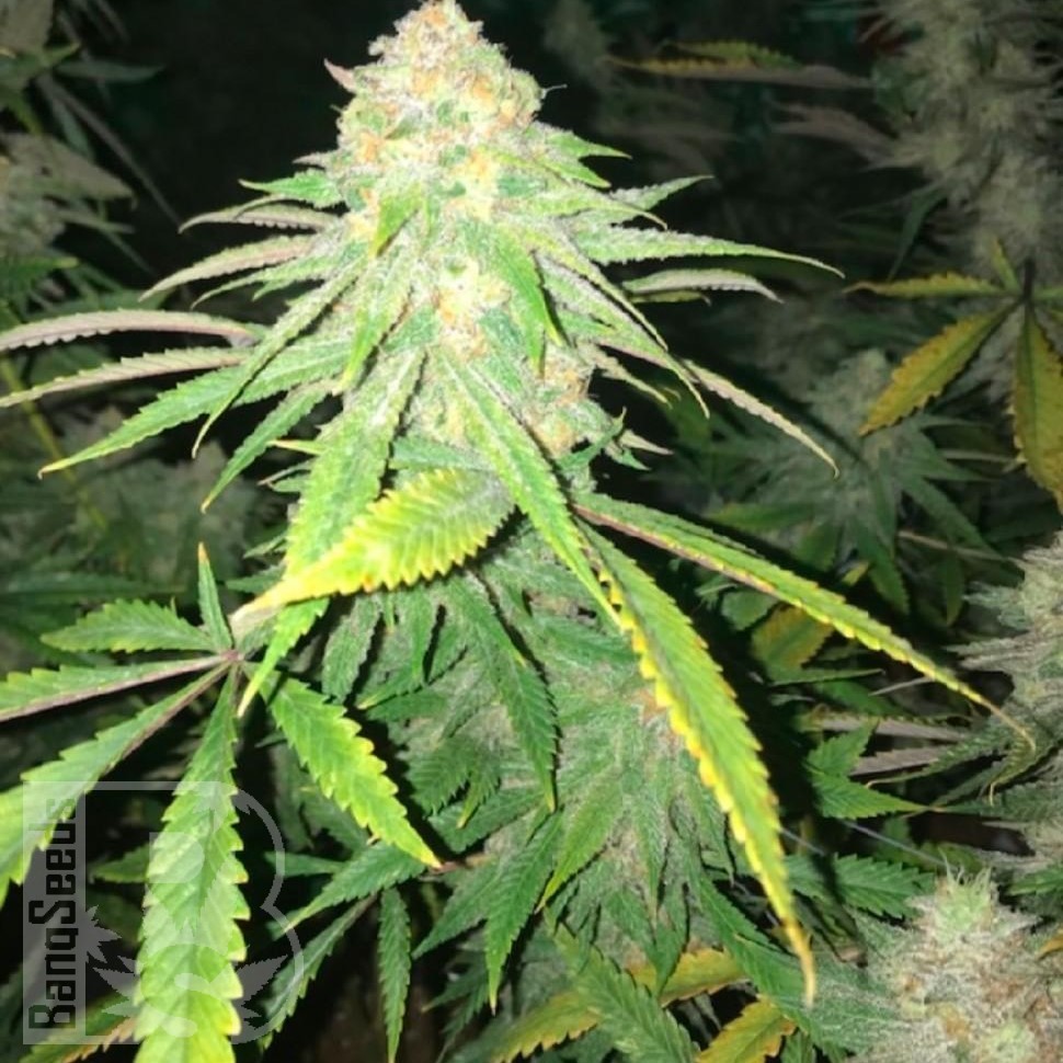 Семена Fruity Trips feminised Ganja Seeds