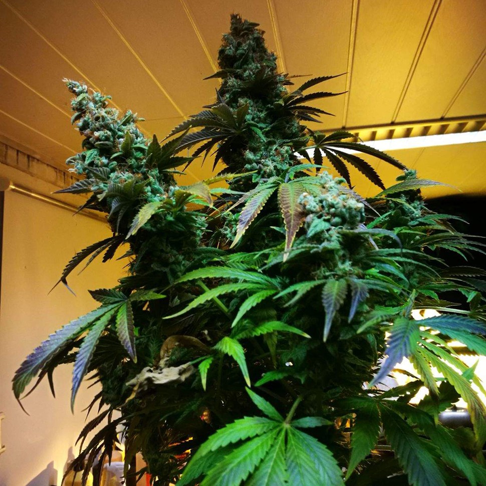 заказать семена конопли почтой Mazar x Euforia (Magicon) reg