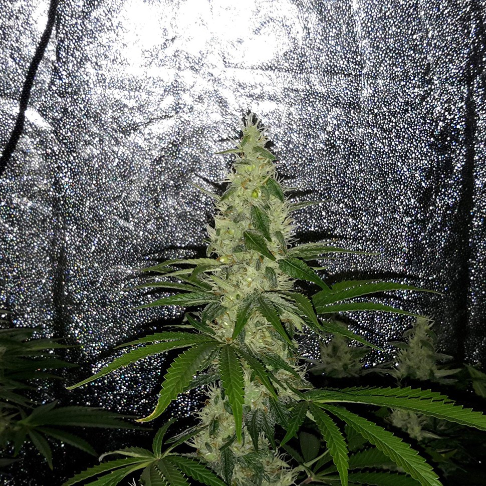 купить семена конопли для выращивания Mazar x Euforia (Magicon) reg