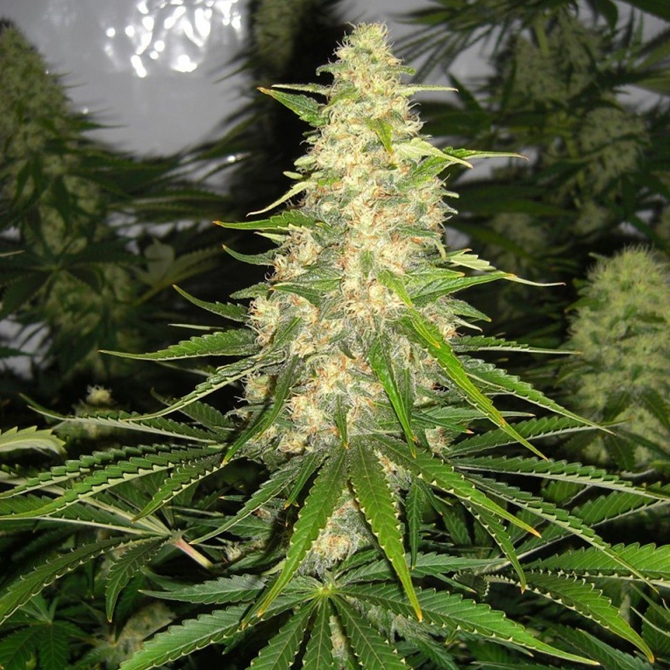 Семена марихуаны Auto Baikonur feminised Bang Seeds