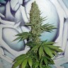 элитные семена конопли Auto Baikonur feminised элитные семена конопли Auto Baikonur feminised