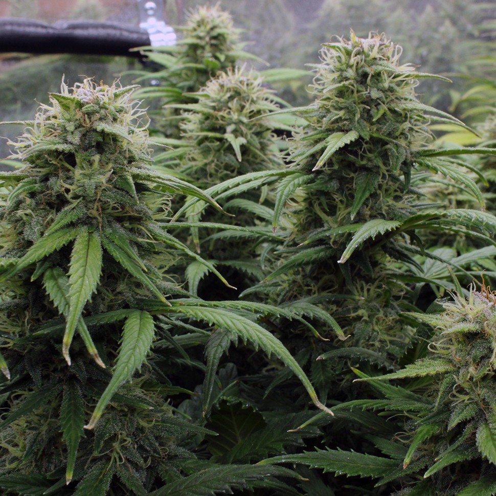 Семена ганжа Kenepshep feminised Bang Seeds