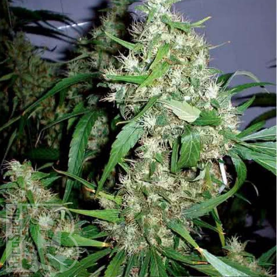Семена ганжа Kenepshep feminised Bang Seeds Семена ганжа Kenepshep feminised Bang Seeds