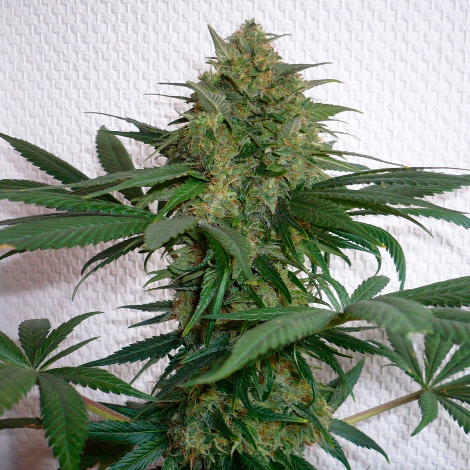 Семена Auto Mohan Ram feminised Ganja Seeds