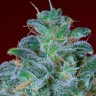 Автоцветущие семена конопли Auto Mohan Ram feminised Ganja Seeds Автоцветущие семена конопли Auto Mohan Ram feminised Ganja Seeds