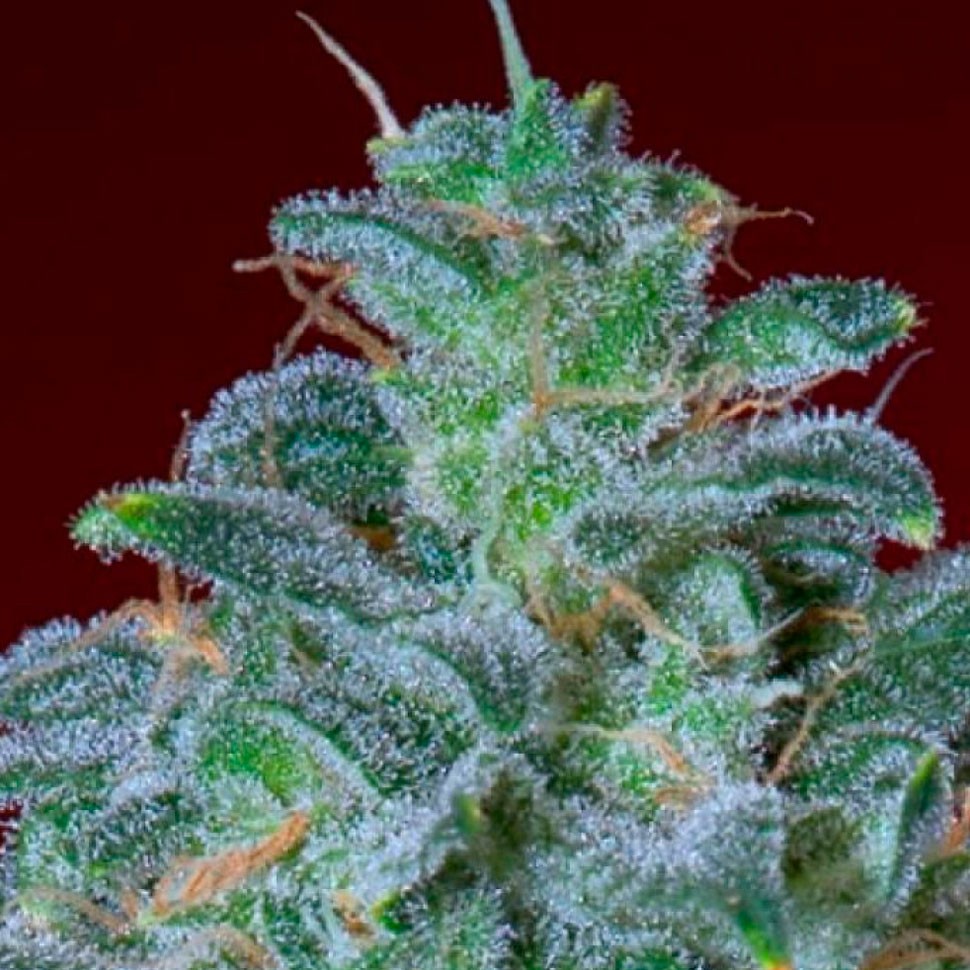 Автоцветущие семена конопли Auto Mohan Ram feminised Ganja Seeds Автоцветущие семена конопли Auto Mohan Ram feminised Ganja Seeds