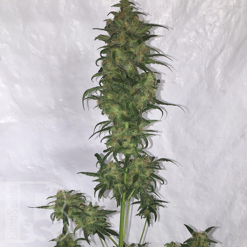 Семена ганжа Auto Green Crack feminised Ganja Seeds