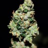 Auto Green Crack feminised Ganja Seeds купить Auto Green Crack feminised Ganja Seeds купить