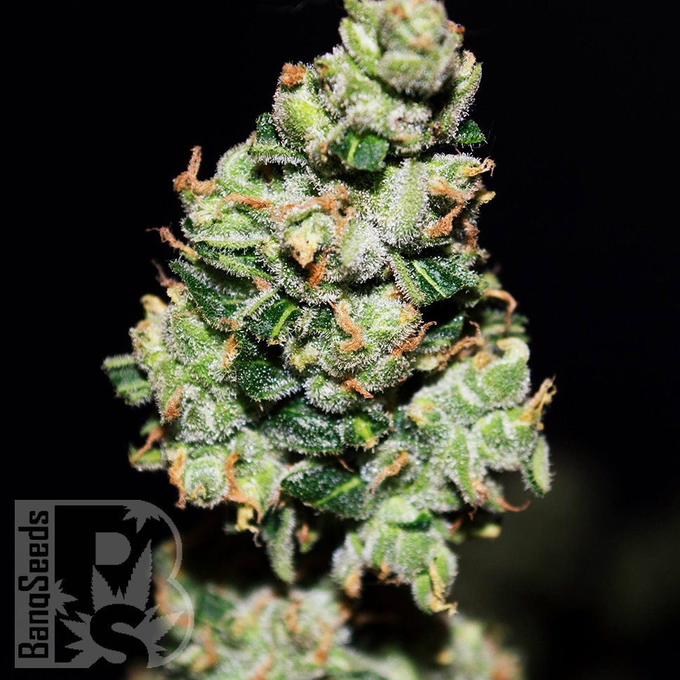 Auto Green Crack feminised Ganja Seeds купить Auto Green Crack feminised Ganja Seeds купить