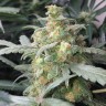 Купить Auto Green Crack feminised Ganja Seeds Купить Auto Green Crack feminised Ganja Seeds