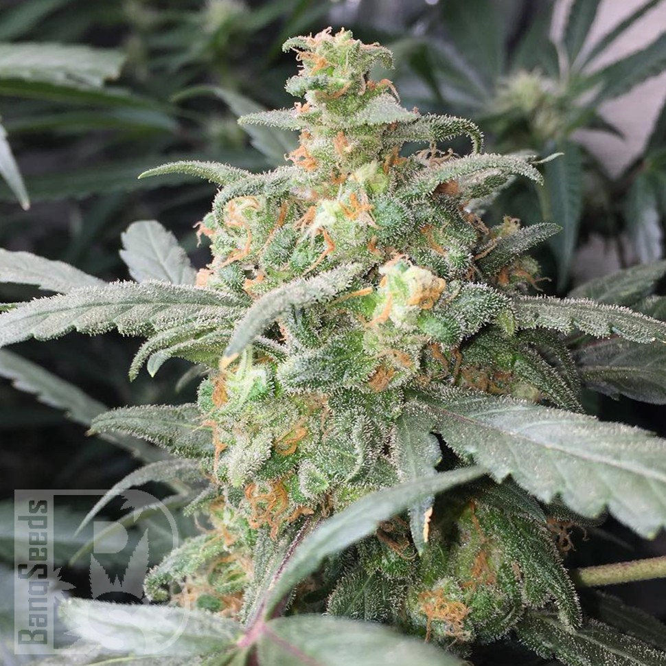Купить Auto Green Crack feminised Ganja Seeds Купить Auto Green Crack feminised Ganja Seeds