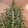 Семена конопли Auto Green Crack feminised Ganja Seeds Семена конопли Auto Green Crack feminised Ganja Seeds