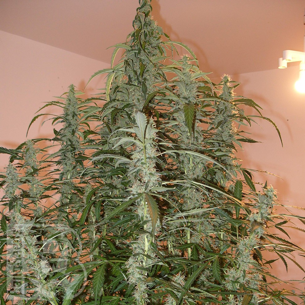 Семена конопли Auto Green Crack feminised Ganja Seeds Семена конопли Auto Green Crack feminised Ganja Seeds