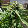 Himalaya Gold feminised Ganja Seeds Himalaya Gold feminised Ganja Seeds