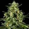 Himalaya Gold feminised Ganja Seeds