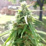 Himalaya Gold feminised Ganja Seeds Himalaya Gold feminised Ganja Seeds