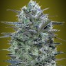 Himalaya Gold feminised Ganja Seeds Himalaya Gold feminised Ganja Seeds