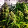 Семена Grapefruit CBD feminised Ganja Seeds Семена Grapefruit CBD feminised Ganja Seeds