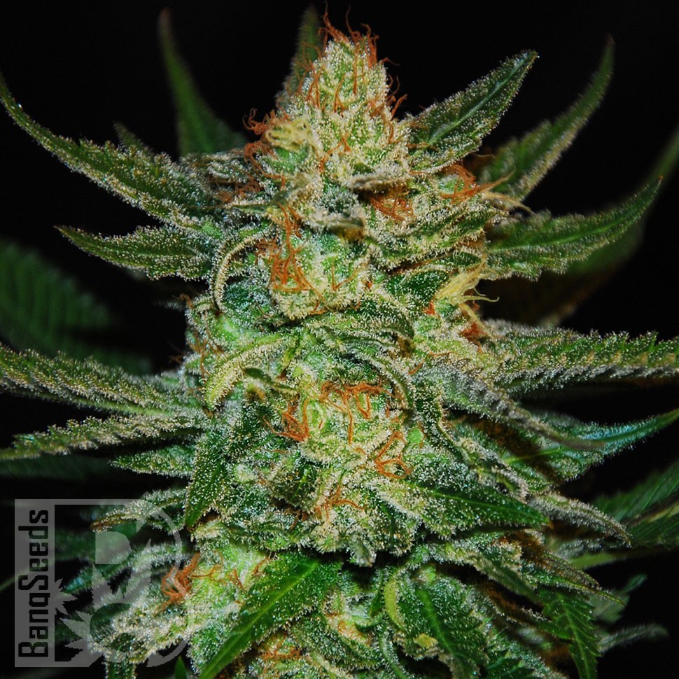 Семена Grapefruit CBD feminised Ganja Seeds Семена Grapefruit CBD feminised Ganja Seeds