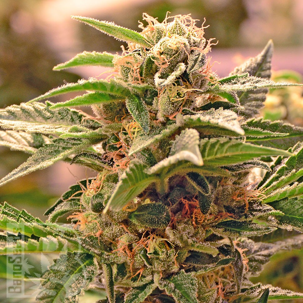 Семена Grapefruit CBD feminised Ganja Seeds Семена Grapefruit CBD feminised Ganja Seeds