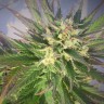Семена Grapefruit CBD feminised Ganja Seeds Семена Grapefruit CBD feminised Ganja Seeds