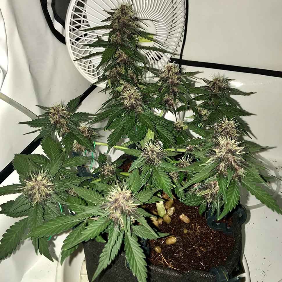 заказать семена конопли Auto Santa reg заказать семена конопли Auto Santa reg