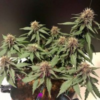 Auto Santa regular Ganja Seeds