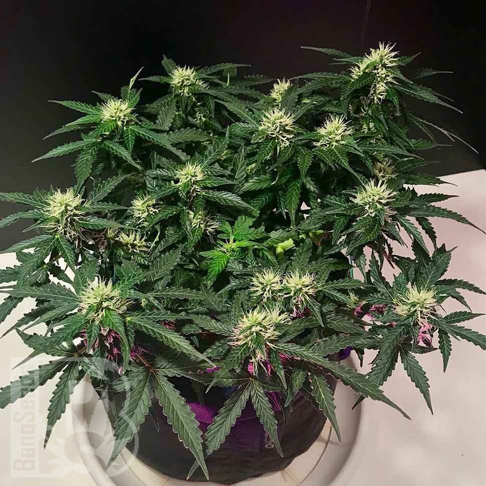 где заказать семена конопли Auto Santa reg где заказать семена конопли Auto Santa reg