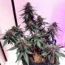 купить семена марихуаны в Алматы Auto Santa reg купить семена марихуаны в Алматы Auto Santa reg