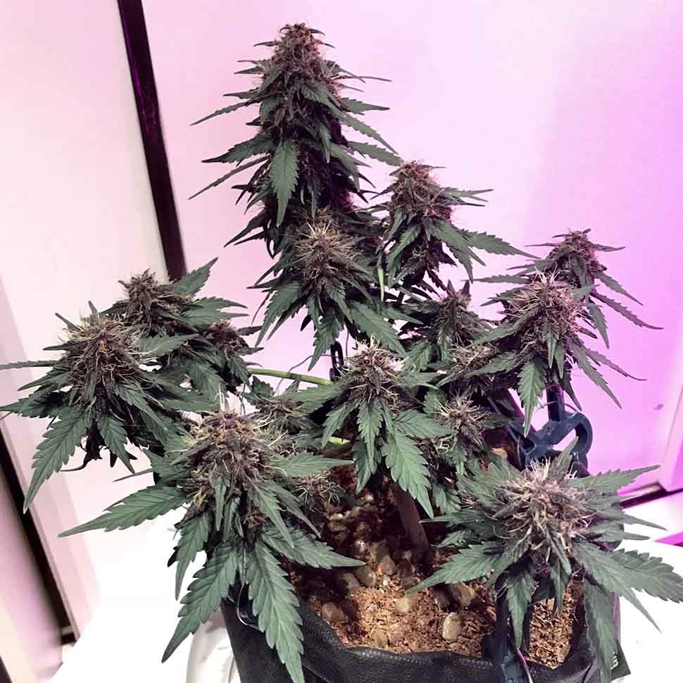купить семена марихуаны в Алматы Auto Santa reg купить семена марихуаны в Алматы Auto Santa reg