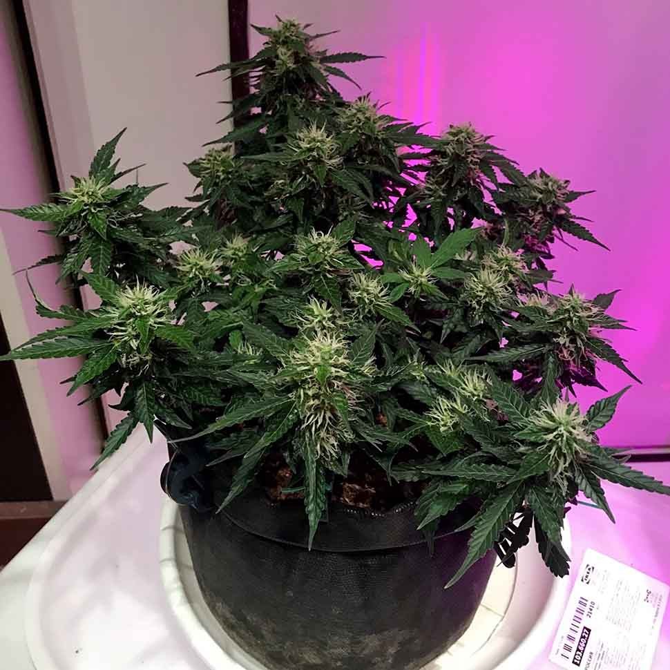 семена культурной конопли купить Auto Santa reg семена культурной конопли купить Auto Santa reg