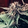 купить семена конопли индика Auto Santa reg купить семена конопли индика Auto Santa reg